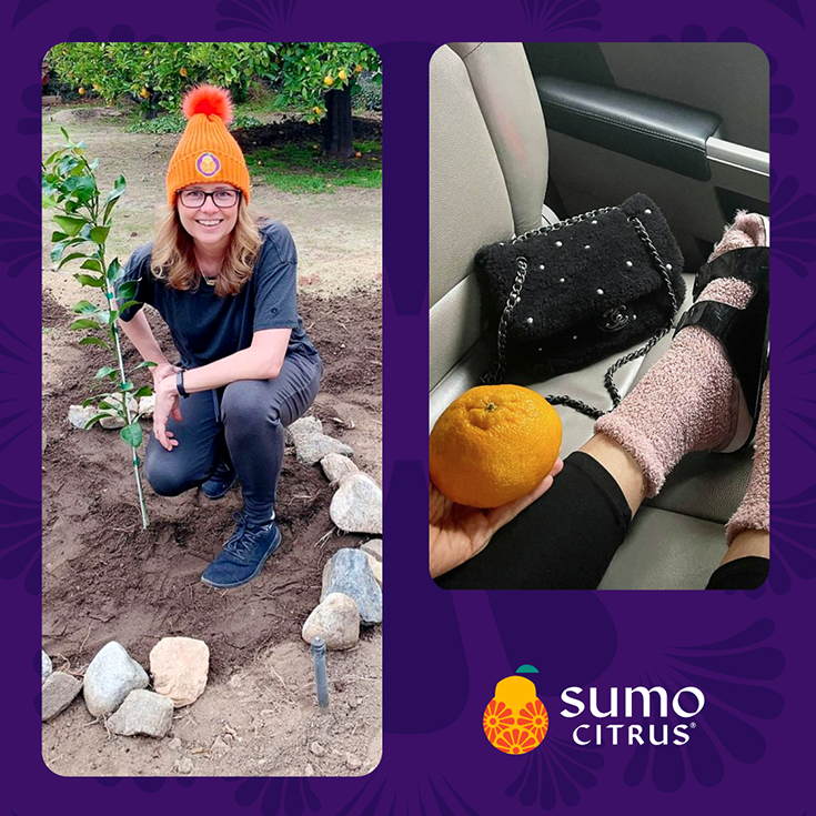 What are Sumo oranges? Hoda Kotb reveals her favorite fruit