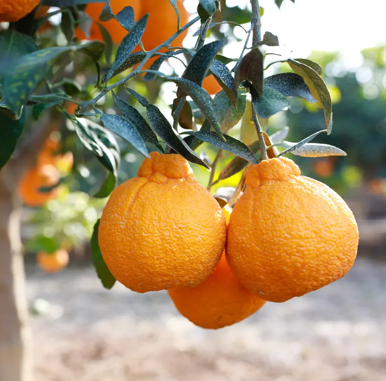 Meet The Women Who Grow Sumo Citrus