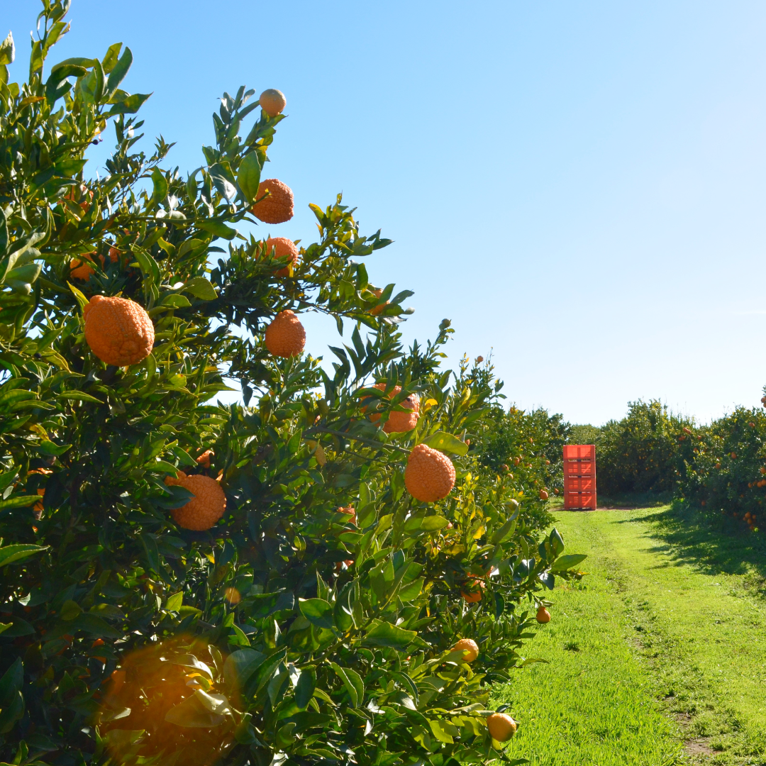 The Sumo Citrus Australian Fall Harvest