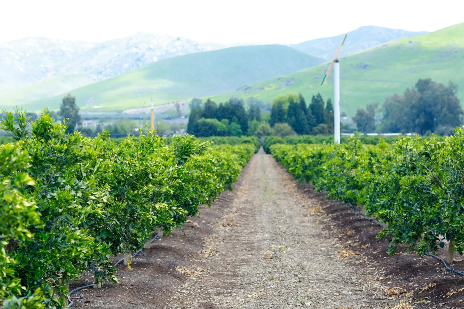 Meet Sumo Citrus Grower Roger Smith