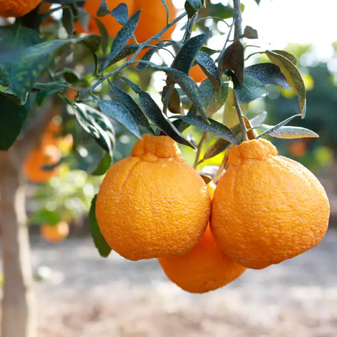 A Labor of Love: What Inspires The Growers of Sumo Citrus