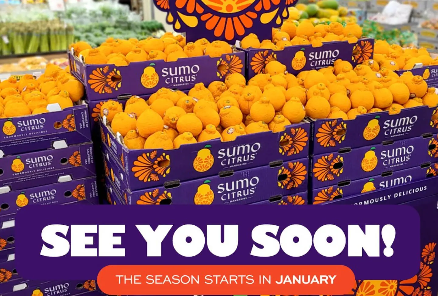 Sumo様 3点セット Sumo様 3点セット