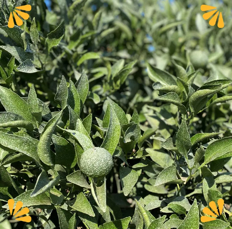 Summer on the Sumo Citrus Farms