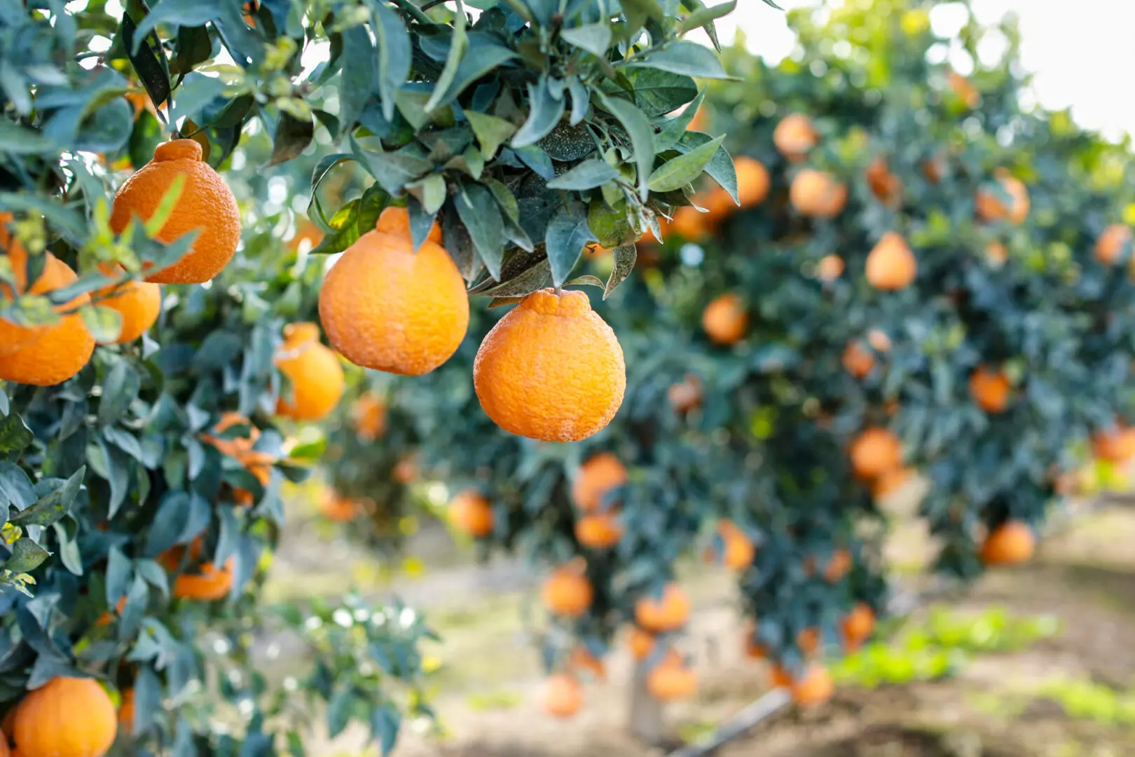 From Dekopon to Sumo Citrus