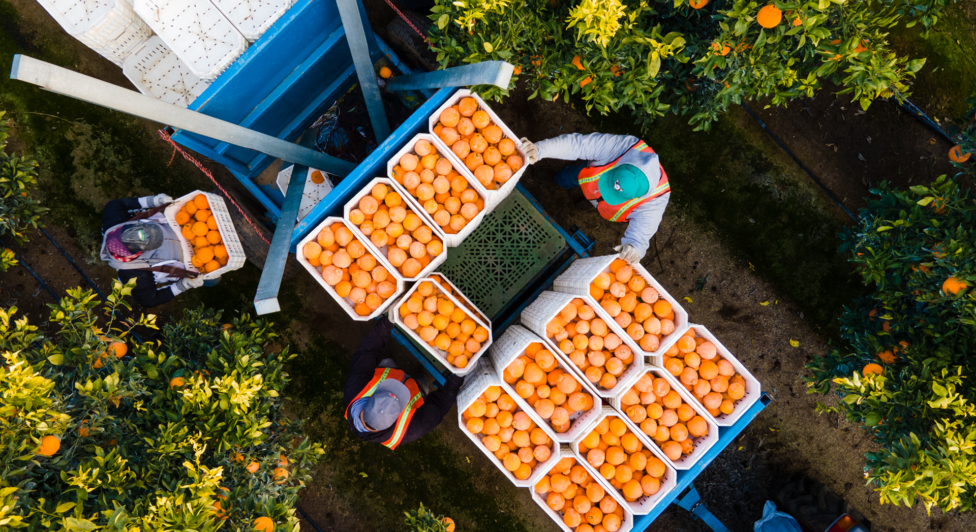 Sumo Citrus Harvest is the Sweetest Moment