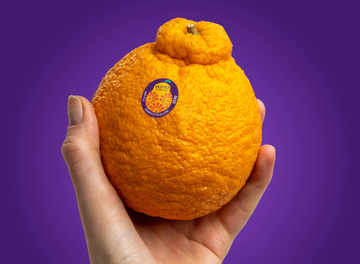 Sumo様 3点セット Sumo様 3点セット