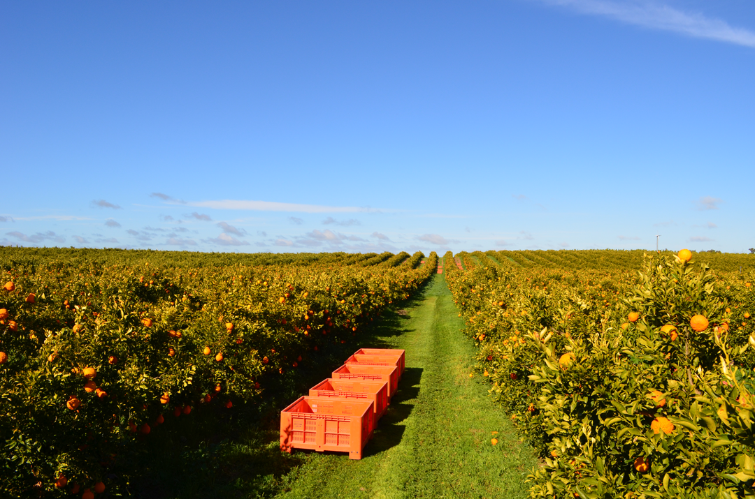 Wattle Tree Farm Australia
