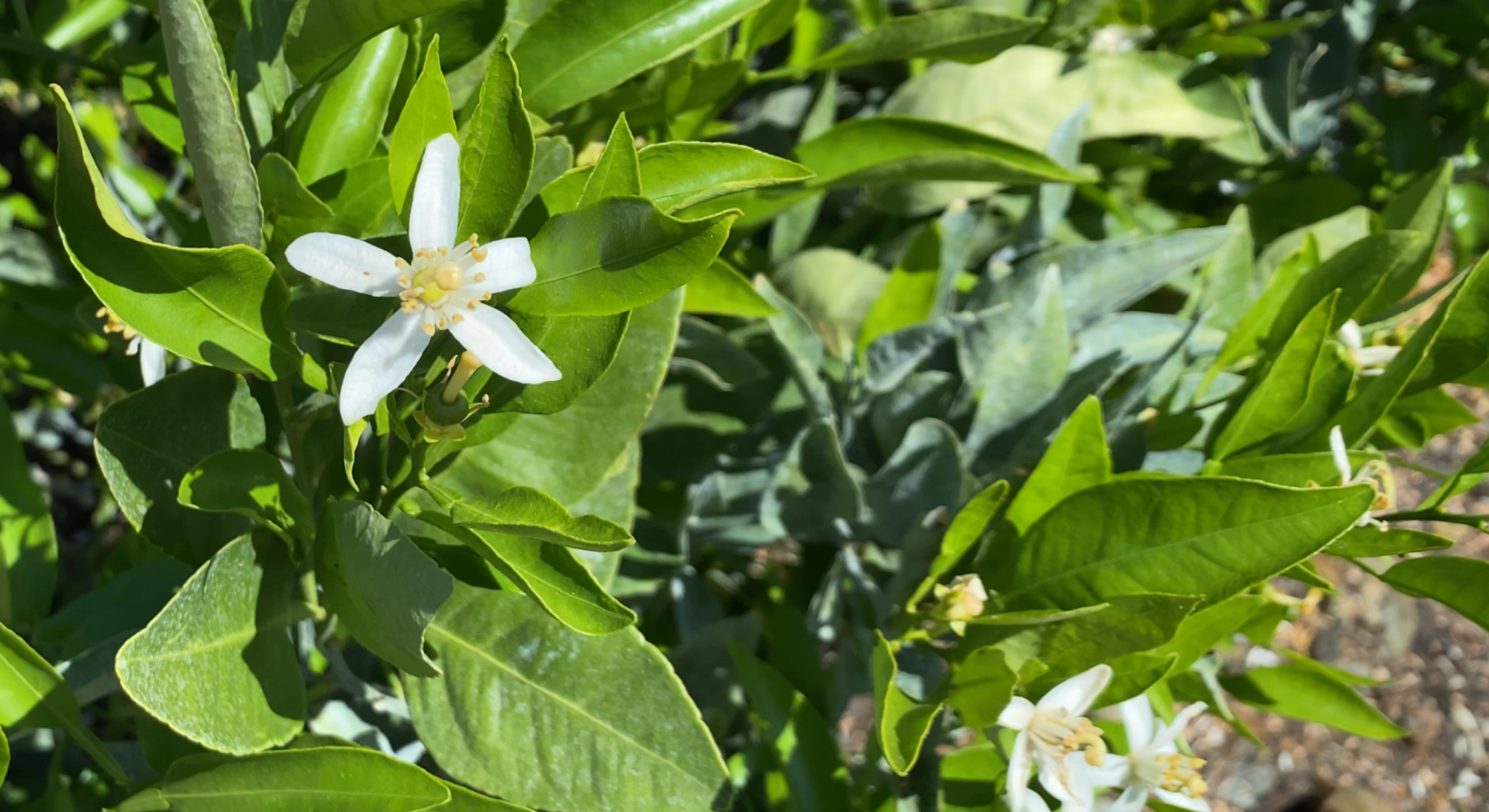 Spring in Bloom on the Sumo Citrus Trees