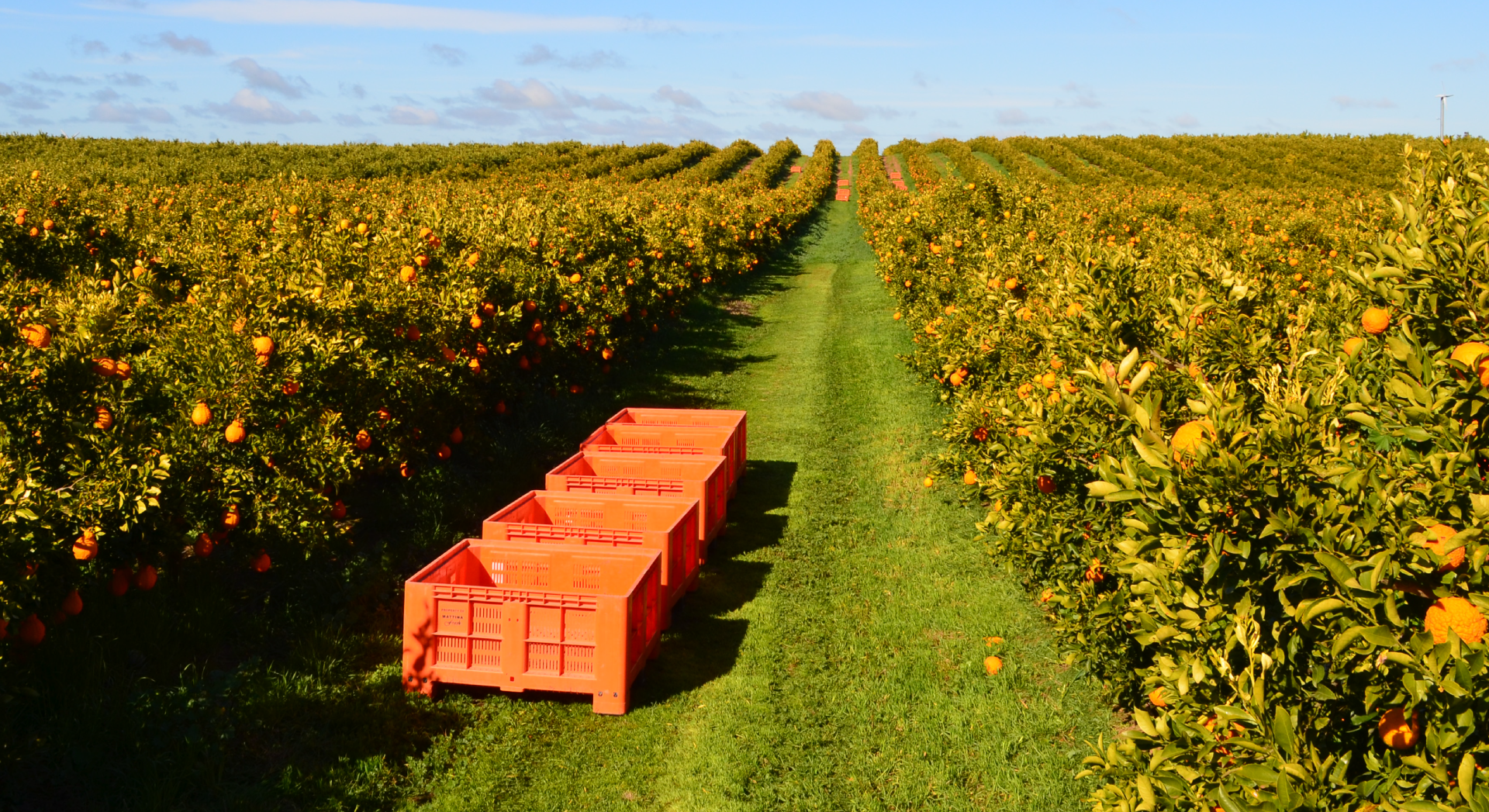 Meet the Nardi Family, Australian Sumo Citrus Growers