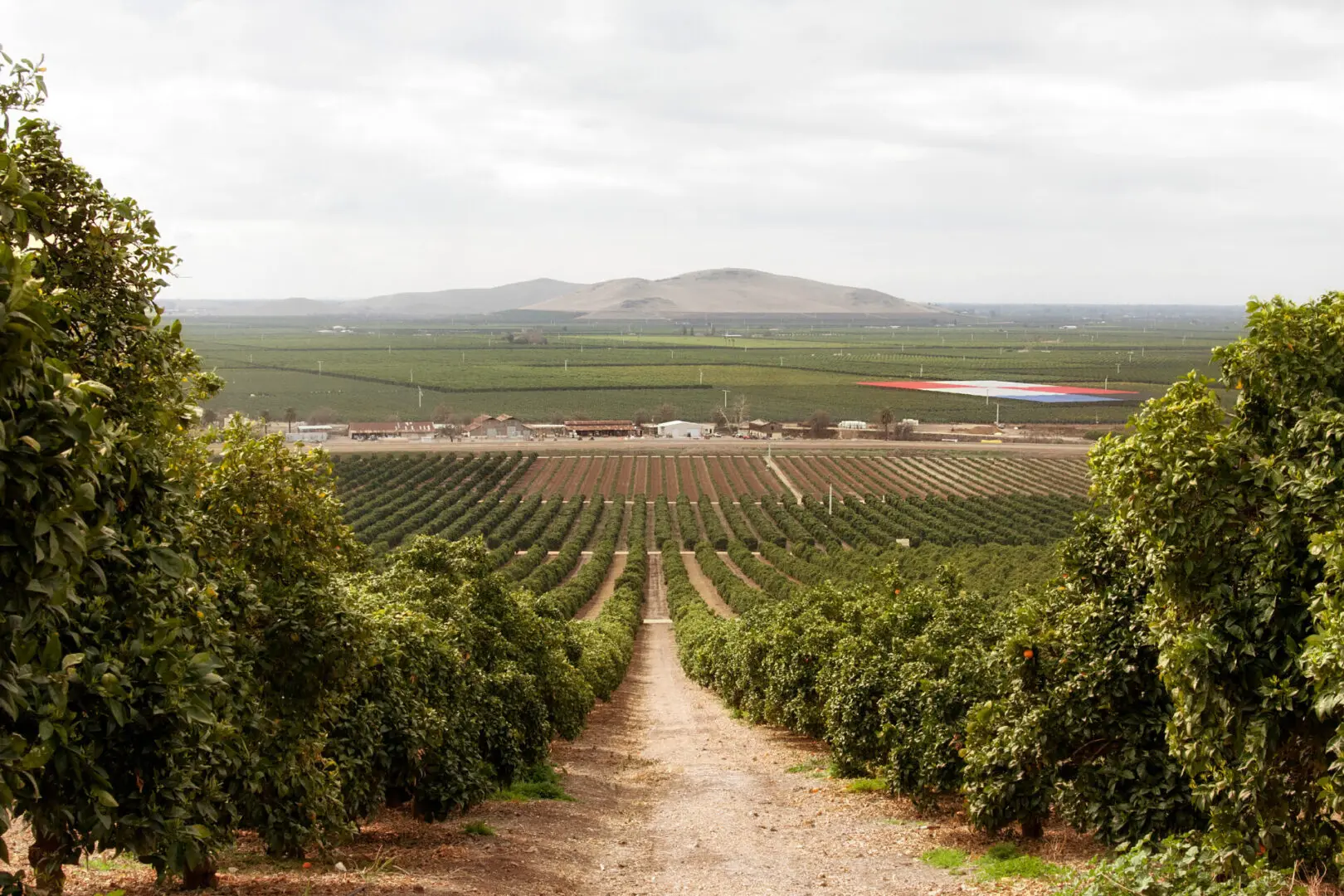 The Regenerative Practices That Grow Sumo Citrus