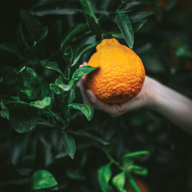 Sumo Citrus — Melissas Produce