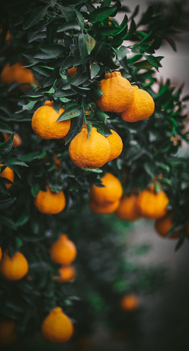 Sumo oranges for Valentine's Day — Steemit